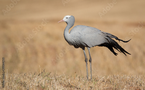 A Blue Crane standing in a field