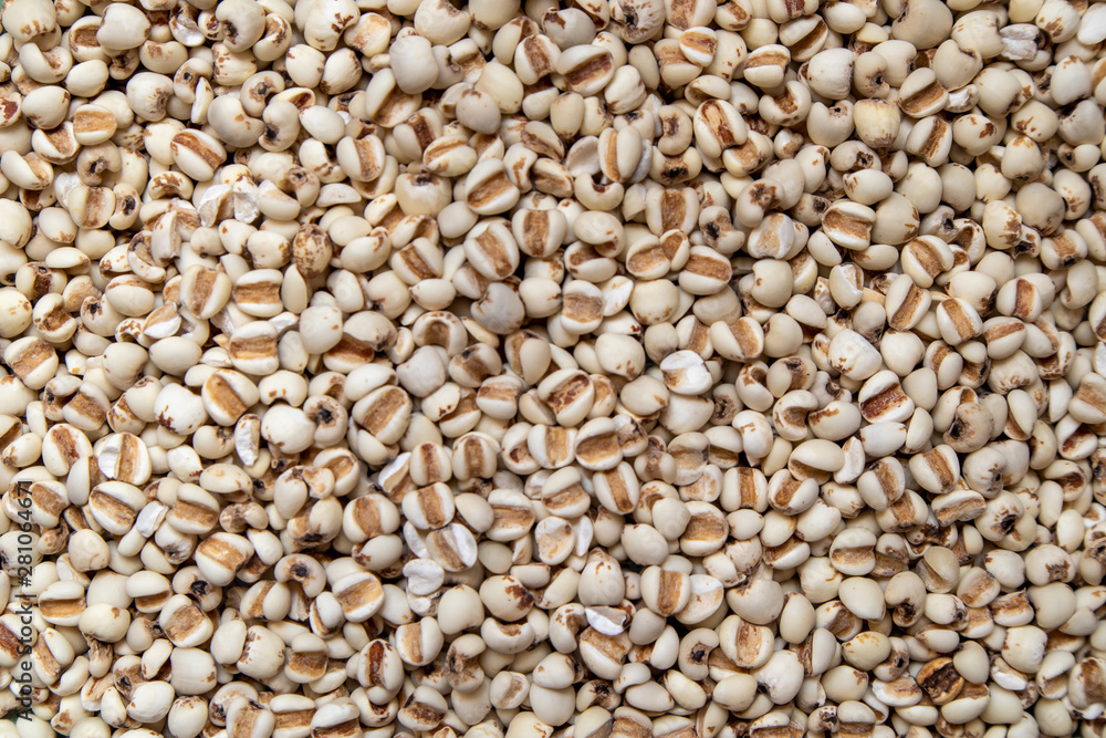 Picture of millet or job’s tears is cereal and is food because it is used to advertise food. Picture of millet or job’s tears is cereal and is food because it is used to advertise food.