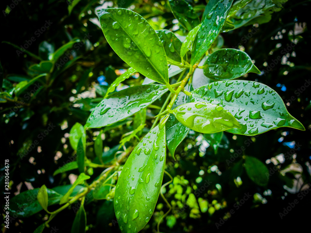 Natural background of bright green Blurred abstract style