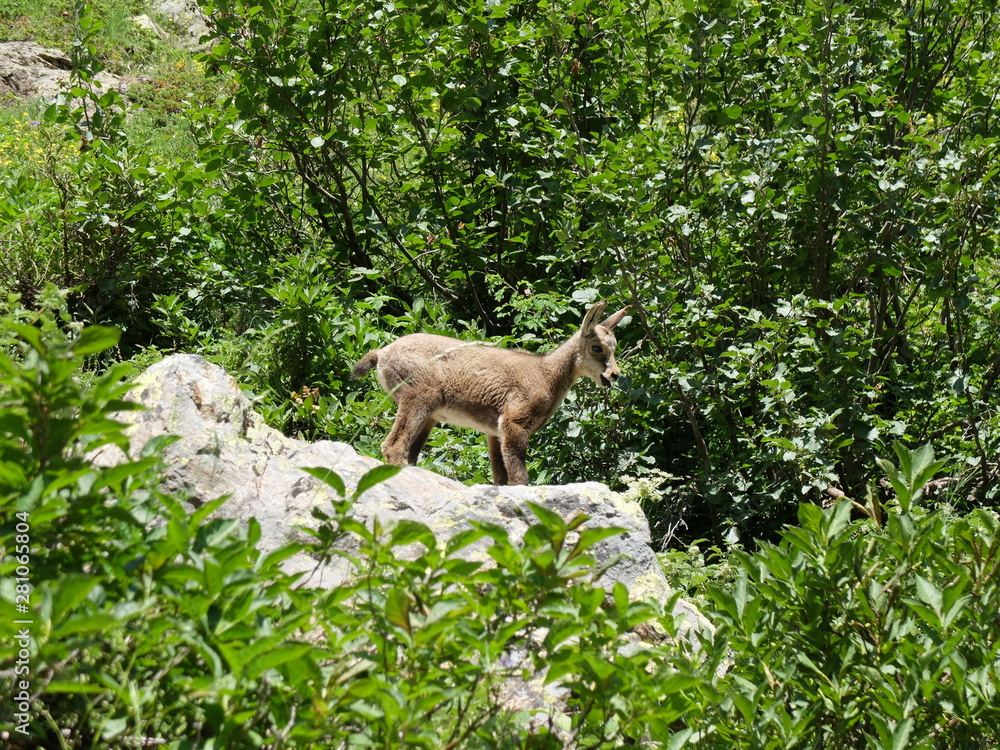 Obraz premium jeune chamois ou isard en montagne dans la forêt