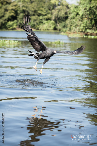 Wallpaper Mural Bird Torontodigital.ca