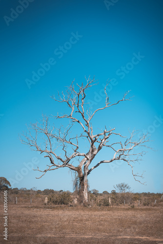Wallpaper Mural Dead Tree Torontodigital.ca