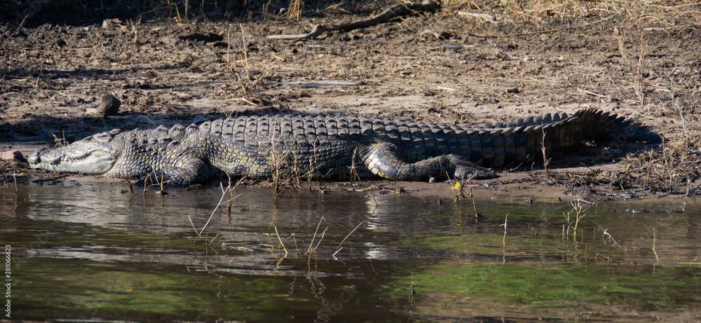 crococdile crococdile