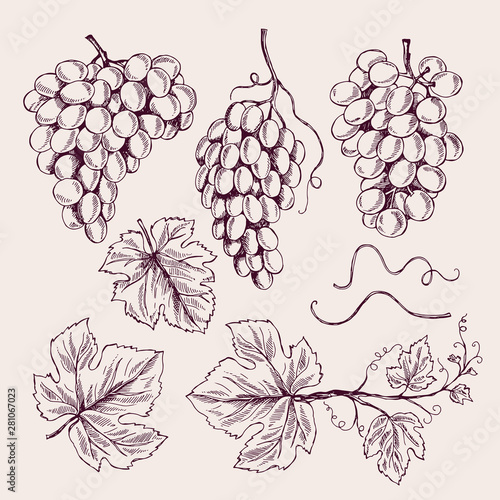 Grape hand drawn. Vine leaves and branch tendrils vintage vineyard vector sketch collection. Illustration of vine grape branch, plant harvest