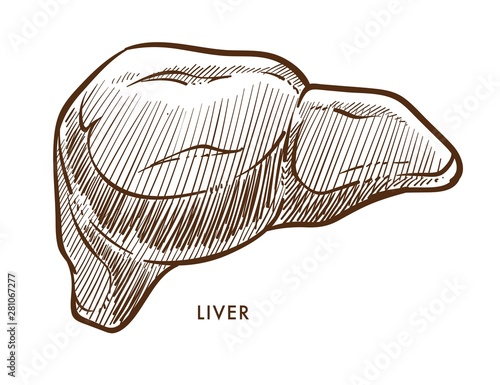 Liver internal organ isolated sketch cirrhosis or hepatitis