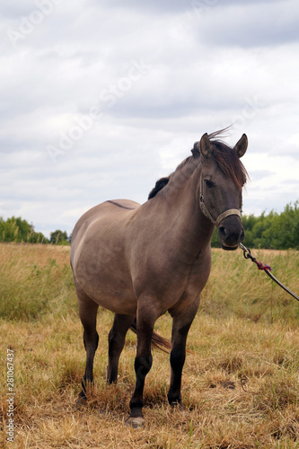 Horse in the pasture. The color of the coat is called: Buckskin. © Wlodzimierz