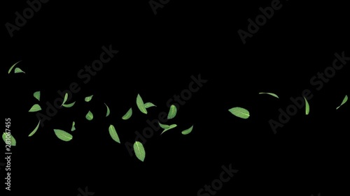 3D animation of a mint leaves flow with alpha layer