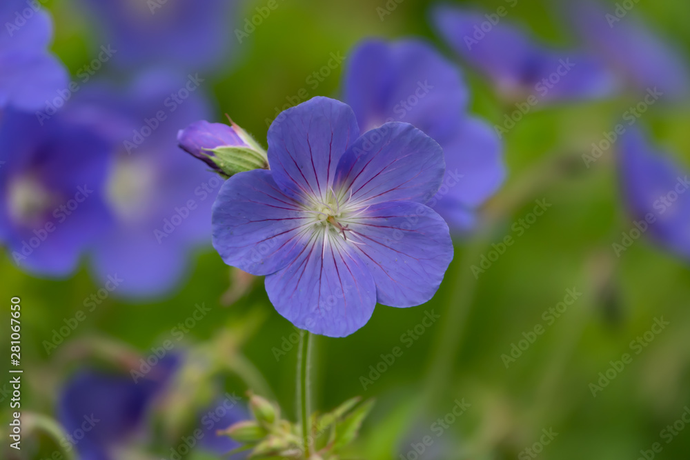 Blue Geranium Flowers in Bloom in Springtime Blue Geranium Flowers in Bloom in Springtime