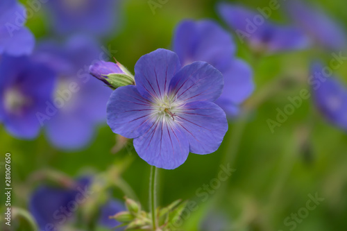 Blue Geranium Flowers in Bloom in Springtime