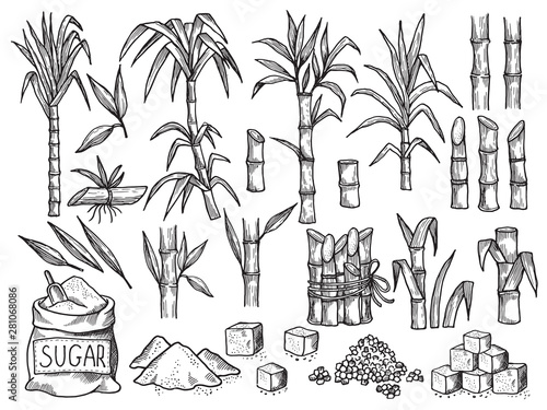Sugar plant. Agriculture production of sugarcane plantation vector hand drawn collection. Illustration of sugar plant, sugarcane ripe cultivated