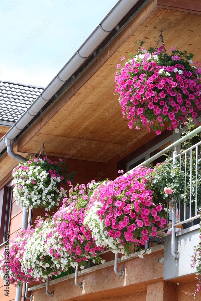 Fototapeta premium Haus und Garten, Blumenschmuck am Haus, Petunien an einem Balkon im Sommer