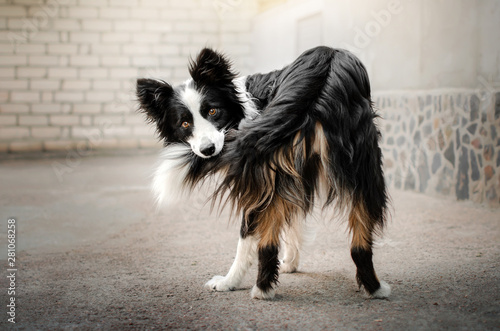 Fotobehang border collie dog funny photo trick catches a tail