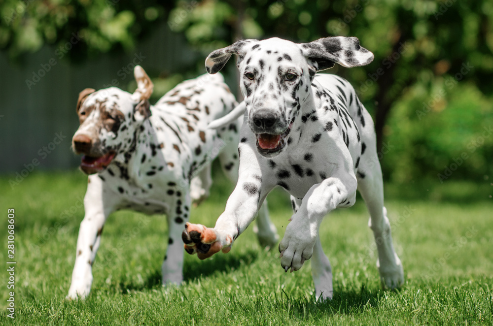 dalmatian dog two funny puppies playing on the lawn