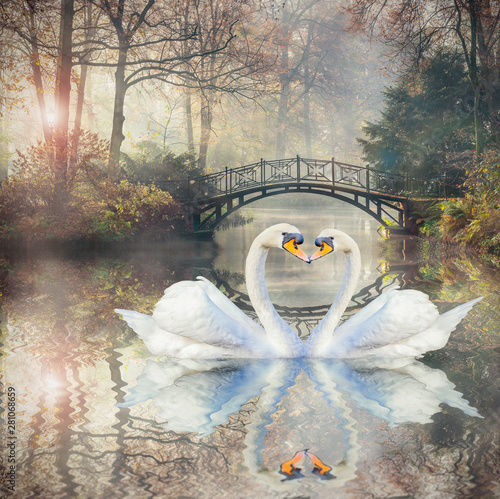 Fototapeta Naklejka Na Ścianę i Meble -  Scenic view of  swan love in autumn landscape with beautiful old bridge in foggy garden.