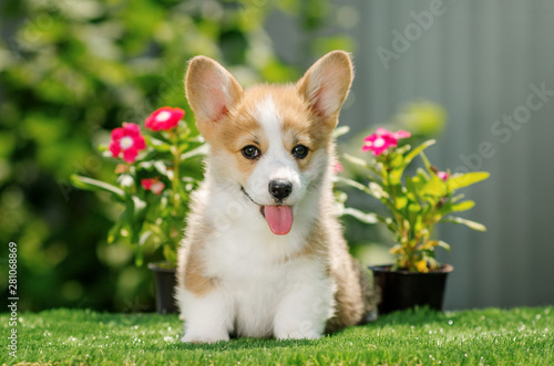 welsh corgi pembroke very cute puppy funny walks on the green grass summer
