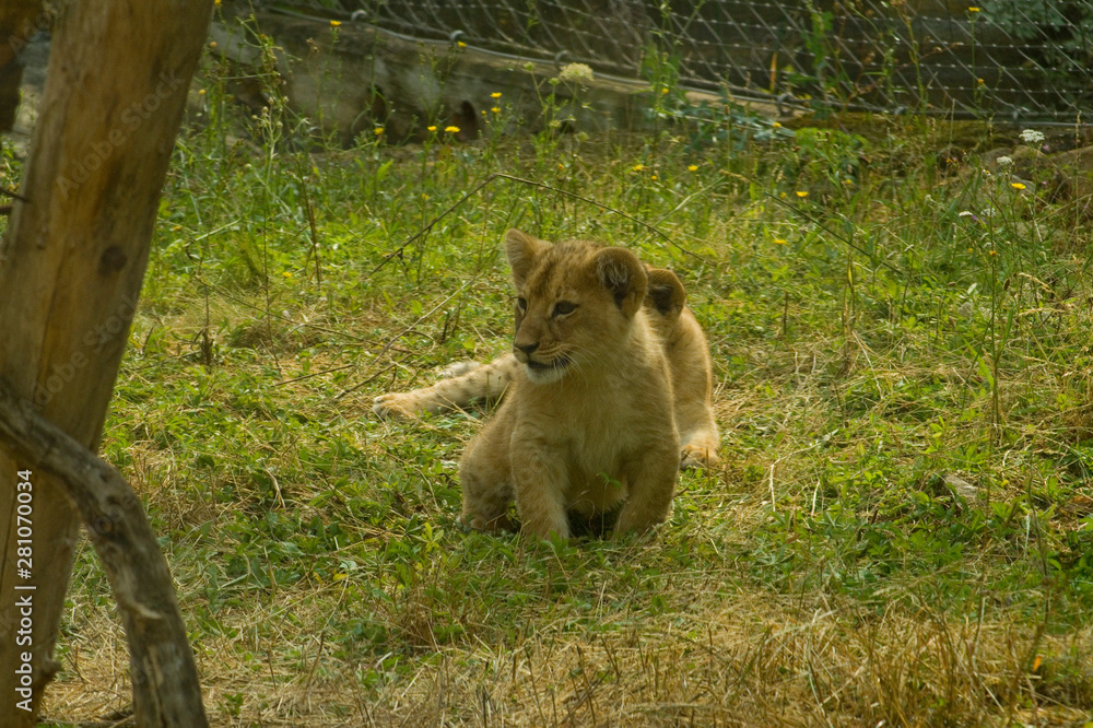 Naklejka premium Löwen Jungtiere