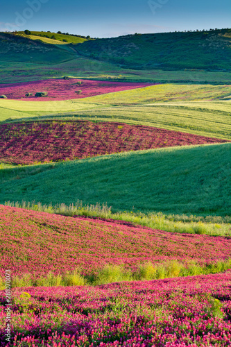 Landscape with red blossom of honey flowers sulla on pastures and green wheat fields on hills of Sicily island, agriculture in Italy