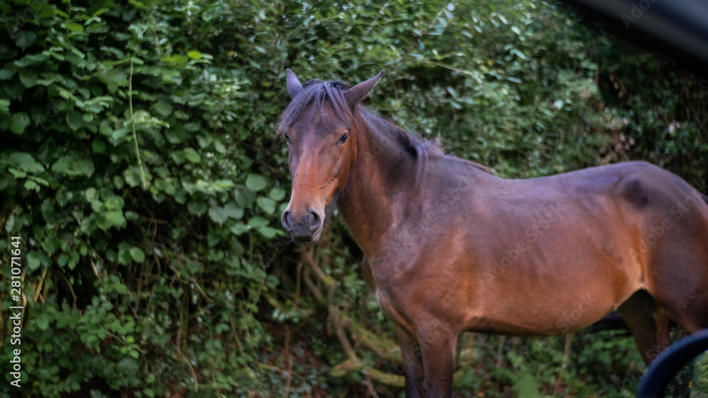 Fototapeta premium New Forest Horse