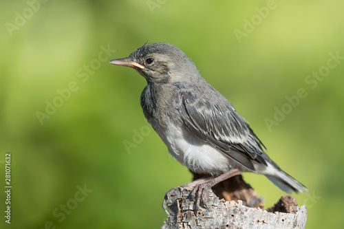 Wonderful portrait of White wagtail (Motacilla alba)