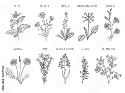 Medical herbs. Herbal floral collection healthy flowers leaves vector hand drawn illustrations. Floral herb capsella and cichorium, taraxacum and linum