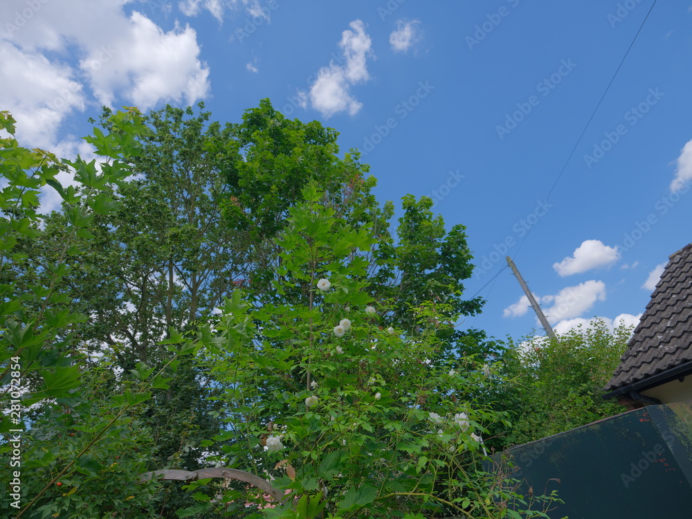 fresh green summer landscape with blue sky and clouds