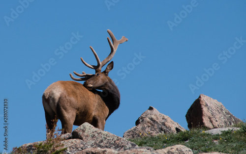 Elk scratching