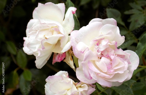 pink rose in a garden