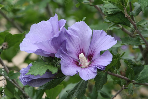 hibiskus