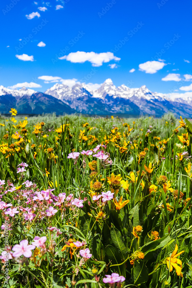 Beautiful Flowers against Grand Teton Snow Mountain