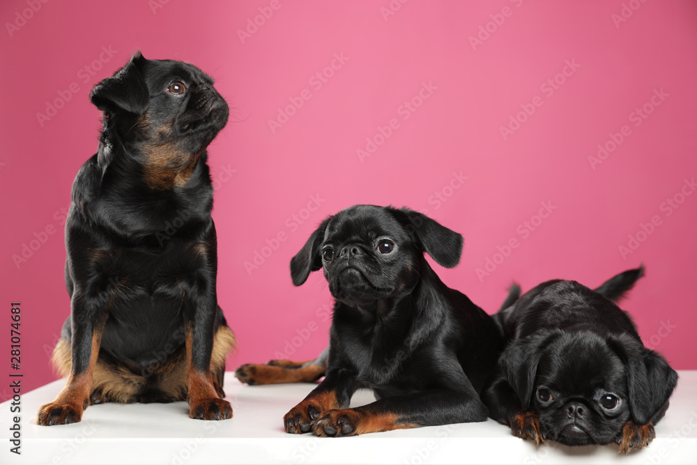 Obraz premium Adorable black Petit Brabancon dogs on white table against pink background