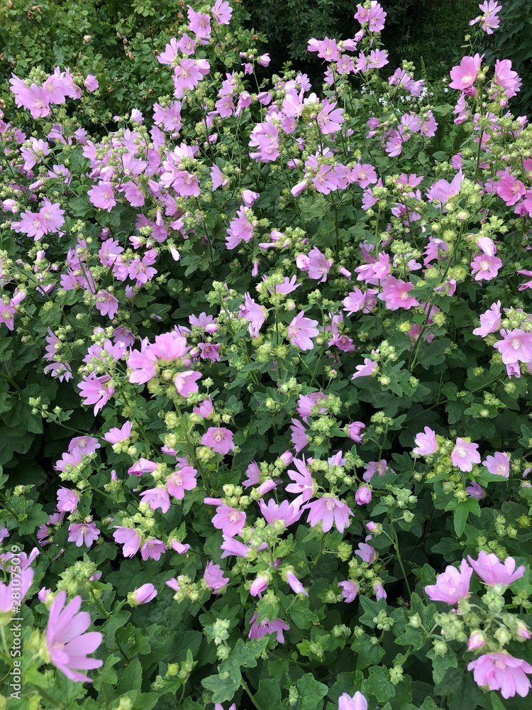 Obraz premium Beautiful view pink flowers in the field