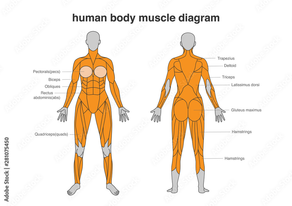 Woman body Muscles Diagram in Full Length front and Back side. Illustration  about bodybuilding and Anatomy. Stock Vector