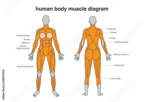 Woman body Muscles Diagram in Full Length front and Back side. Illustration about bodybuilding and Anatomy.