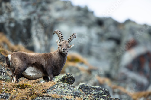 Alpensteinbock in den Tiroler Bergen photo