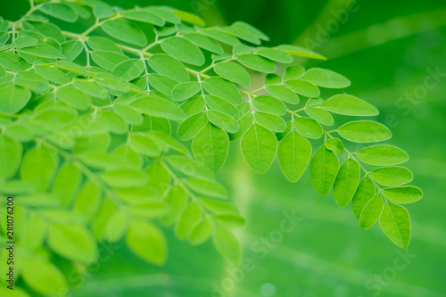 Natural Green Moringa leaf on Garden