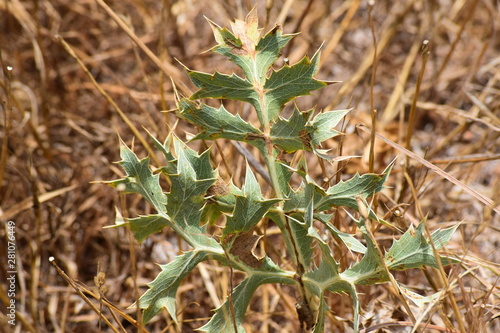 green plant with spikes in the middle of the dry field