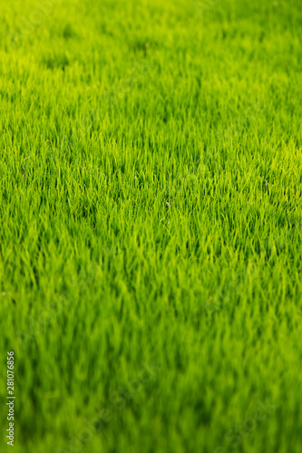Jatiluwih rice terrace