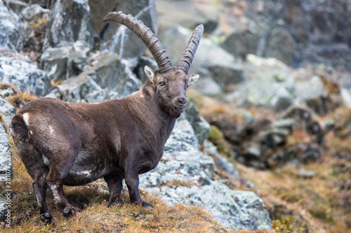 Alpensteinbock in den Tiroler Bergen