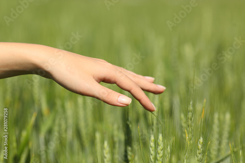 Beautiful girl hand touching wheat in a field