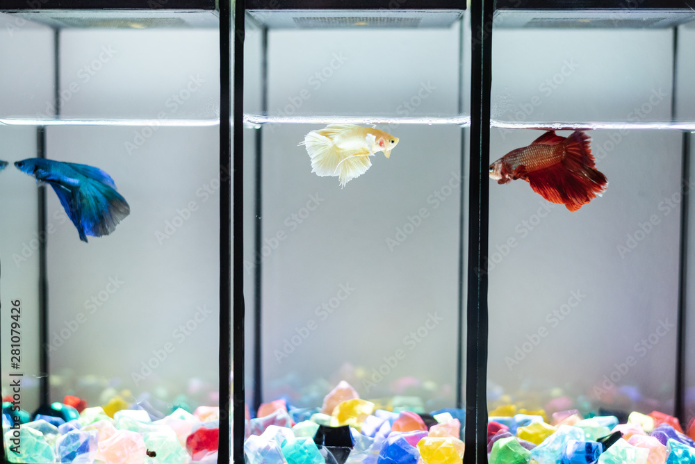 Different beautiful Siamese fighting fish in tank.Three beta fish