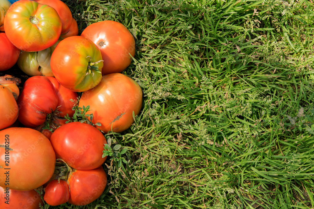 A lot of red tomatoes in the left side of the frame on the green grass, grown in their garden A lot of red tomatoes in the left side of the frame on the green grass, grown in their garden