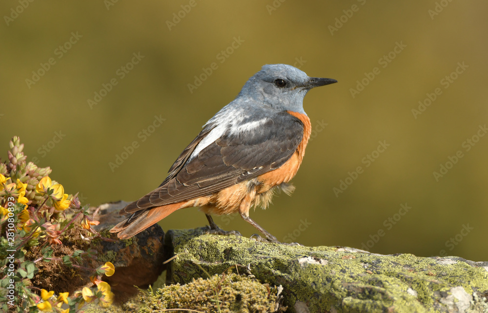 Macho de roquero rojo en la sierra abulense.Avila
