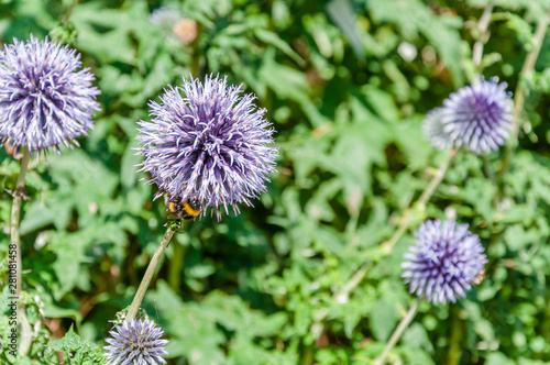 London, UK - July 20, 2019: Unusual and exotic plants with an impressive range of flora and fauna at Myddelton House Gardens, Bulls Cross, Enfield, London, Greater London, England, EN2 
