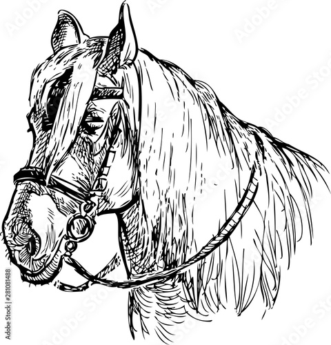 Sketch of the head of a harnessed horse