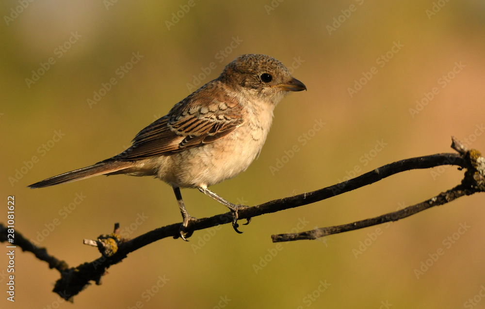 Fototapeta premium Joven alcaudon con las primeras luces