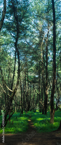 KEBUMEN - Pine Forest