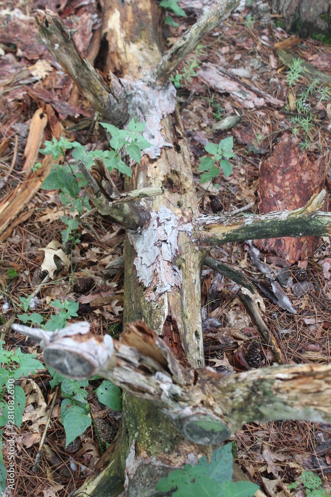 Obraz premium autumn leaves on tree