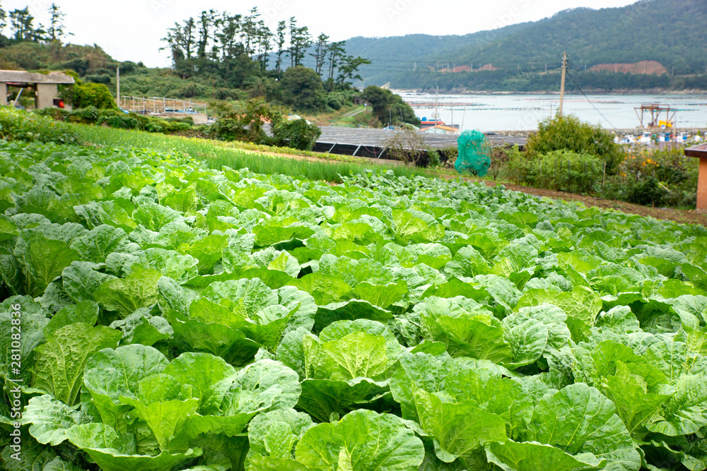 Fototapeta premium The village agriculture in South Korea