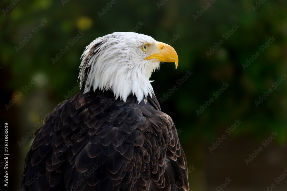 Weisskopf-Seeadler in der Nahaufnahme Weisskopf-Seeadler in der Nahaufnahme