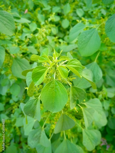 green leaves of a tree